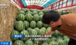 娱乐圈吃瓜直播间甘蓝,甘蓝带你揭秘明星幕后故事