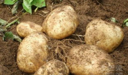 麻豆薯,揭秘神奇薯类的新宠儿